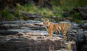Same Day Ranthambore Tour From Jaipur