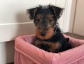  Kerry Blue Terrier puppies for sale