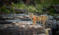 Same Day Ranthambore Tour From Jaipur